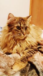 Cat relaxing on bed at home