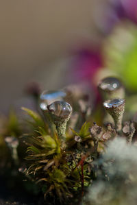 Close-up of plant