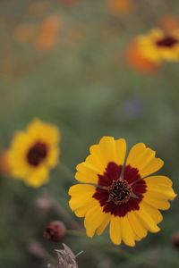 Close-up of yellow flowering plant