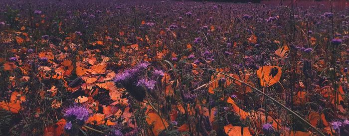 High angle view of flowering plants on field