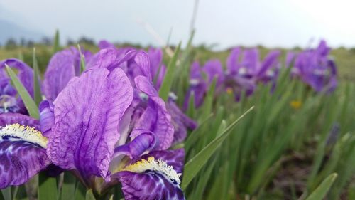 Iris flowers blooming in park