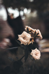 Close-up of wilted rose