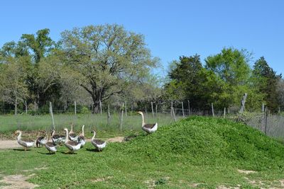 Birds in park against clear sky