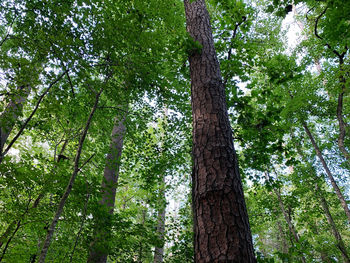 Low angle view of trees in forest