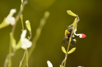 Close-up of insect perching on plant