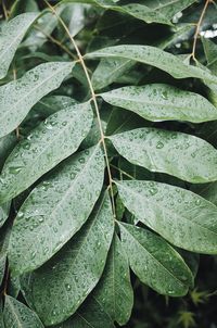 Close-up of raindrops on leaves