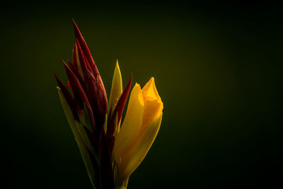 Close-up of yellow flower