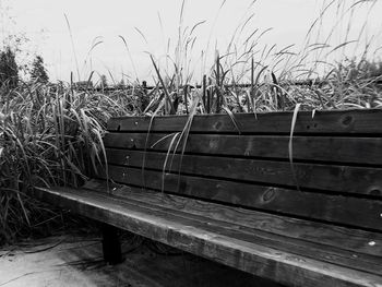 Close-up of tree trunk