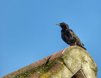 Low angle view of bird perching against clear blue sky