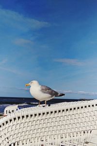 Seagull perching on a sea