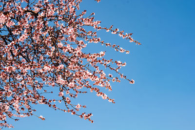 Low angle view of tree against clear blue sky