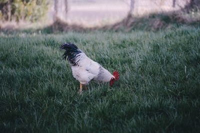 Side view of bird on grassy field