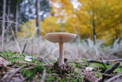 Close-up of mushroom growing on field