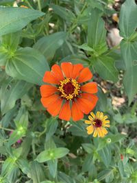 Close-up of orange flower