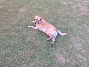 High angle view of dog relaxing on field