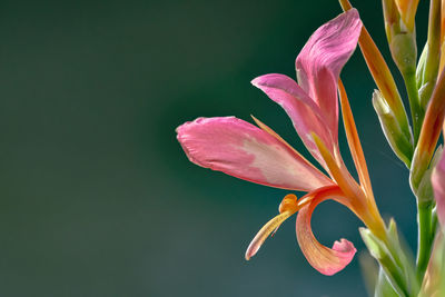 Close-up of pink flower