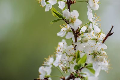 Close-up of white cherry blossom tree