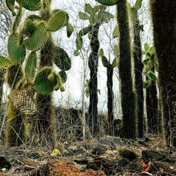 Plants growing on land in forest