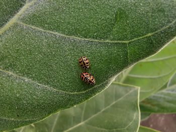 High angle view of ladybug on leaf