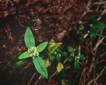 Close-up of green plant