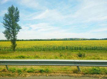 Scenic view of field against sky