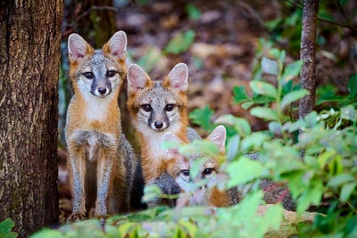Three juvenile gray fox kits urocyon cinereoargenteus in a forest staring at the camera.