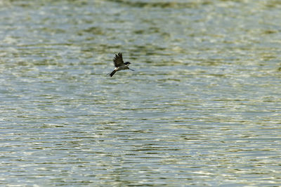 Bird flying over sea