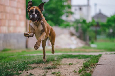 Boxer running on field in yard