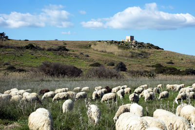 Flock of sheep grazing on field against sky