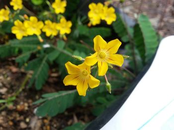 Close-up of yellow flowers