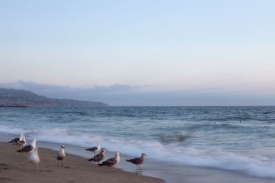Seagulls on beach against sky during sunset