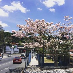 Road with trees in background