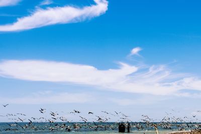 Low angle view of birds against blue sky
