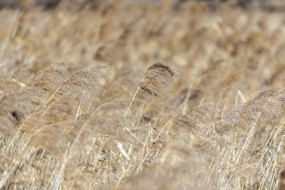 Close-up of dry plant on land