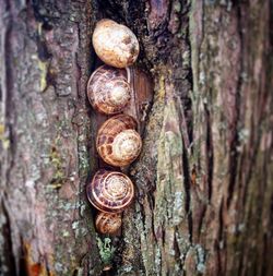 Close-up of snail on tree trunk