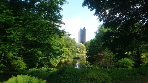 Trees along plants with buildings in background