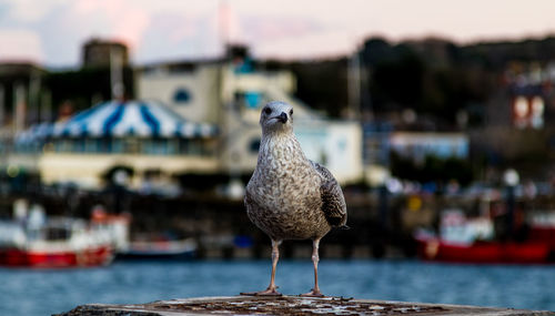Close-up of bird perching on water