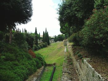 Panoramic view of trees and grass against sky