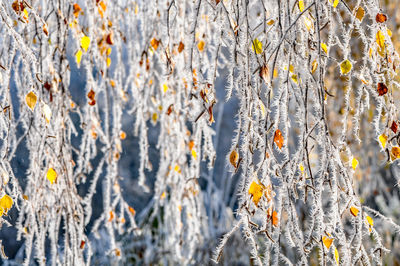 Full frame shot of frozen plants