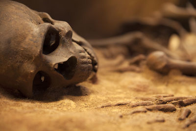 Close up of human skull