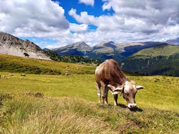 Sheep grazing in a field