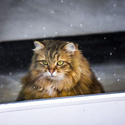 Portrait of cat on window with snow