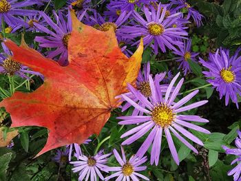 Close-up of maple leaves on field during autumn