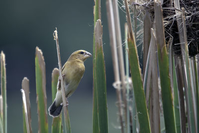 Close-up of bird perching on a tree