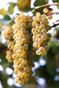 Close-up of grapes hanging in vineyard