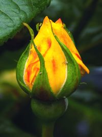 Close-up of yellow flower blooming outdoors