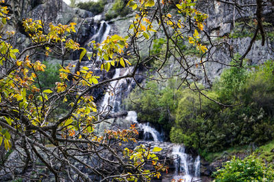 Scenic view of waterfall in forest