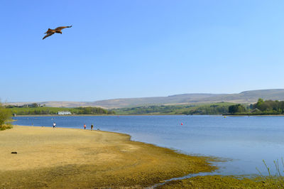 Birds flying over the lake