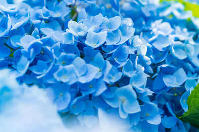 Close-up of blue hydrangea flowers