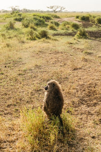 Meerkat on field